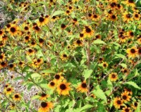 rudbeckia triloba prairie glow 8-11.jpg